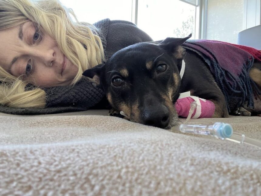 pei.-woman’s-service-dog-now-cancer-free,-awaiting-further-tests