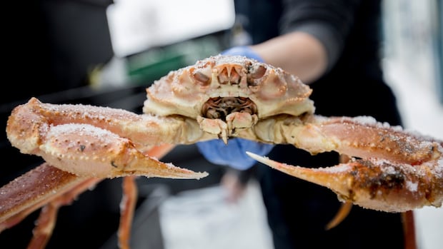 pei.-snow-crab-fishers-to-start-2025-season-grappling-with-reduced-quota,-trade-concerns