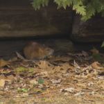 her-neighbour-is-feeding-rats,-and-she-doesn’t-know-what-to-do