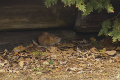her-neighbour-is-feeding-rats,-and-she-doesn’t-know-what-to-do