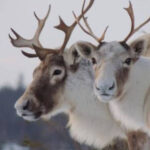 controversy-after-naskapi-hunters-harvest-endangered-caribou