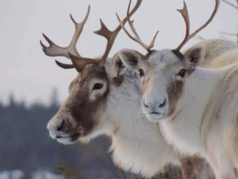 controversy-after-naskapi-hunters-harvest-endangered-caribou