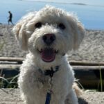 greater-victoria-woman-fights-for-better-animal-controls-after-off-leash-dog-attack
