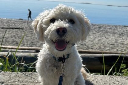 greater-victoria-woman-fights-for-better-animal-controls-after-off-leash-dog-attack