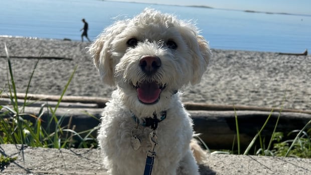 greater-victoria-woman-fights-for-better-animal-controls-after-off-leash-dog-attack