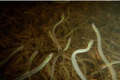 debate-ensues-after-chiefs-reject-dfo-control-of-mi’kmaq-elver-fishing