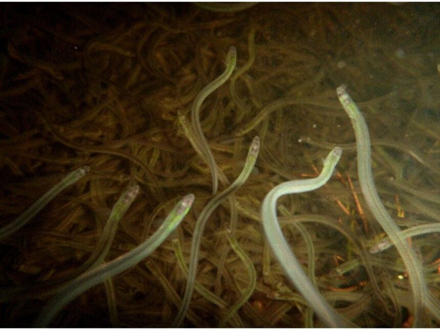 debate-ensues-after-chiefs-reject-dfo-control-of-mi’kmaq-elver-fishing