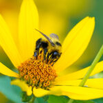 sobering-statistic:-one-fifth-of-pollinators-in-north-america-at-extinction-risk