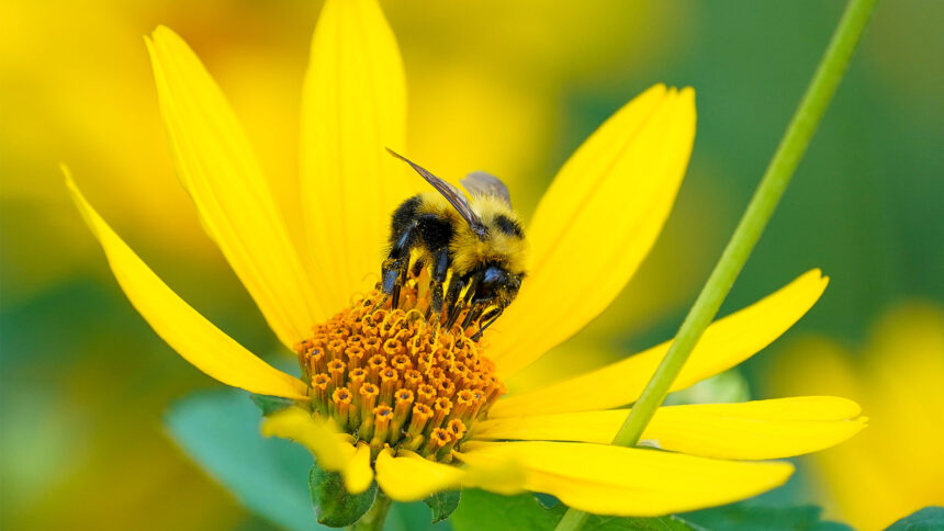 sobering-statistic:-one-fifth-of-pollinators-in-north-america-at-extinction-risk