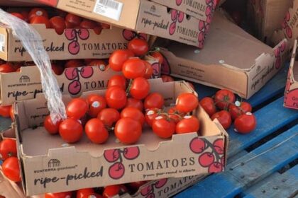 dumped-fruit-ended-up-in-nb.-landfill-because-donating-would-have-been-too-risky,-group-says