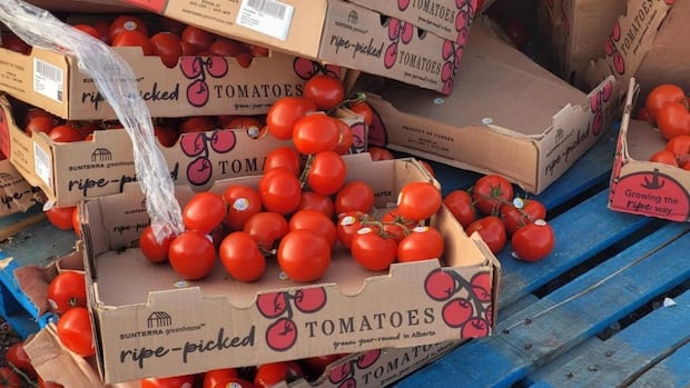 dumped-fruit-ended-up-in-nb.-landfill-because-donating-would-have-been-too-risky,-group-says