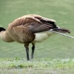 wilson-the-goose-finally-free-after-surviving-7-months-with-arrow-lodged-in-rump