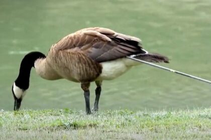 wilson-the-goose-finally-free-after-surviving-7-months-with-arrow-lodged-in-rump
