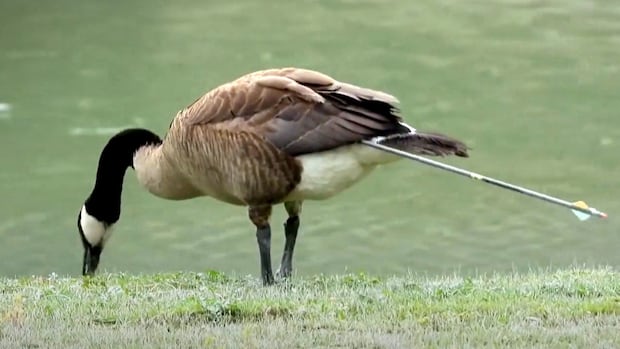 wilson-the-goose-finally-free-after-surviving-7-months-with-arrow-lodged-in-rump