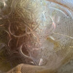 mikmaw-harvesters-take-to-the-water-to-harvest-elvers-without-dfo-authorization