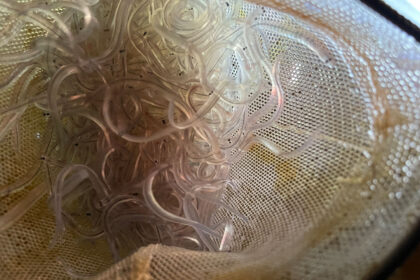 mikmaw-harvesters-take-to-the-water-to-harvest-elvers-without-dfo-authorization