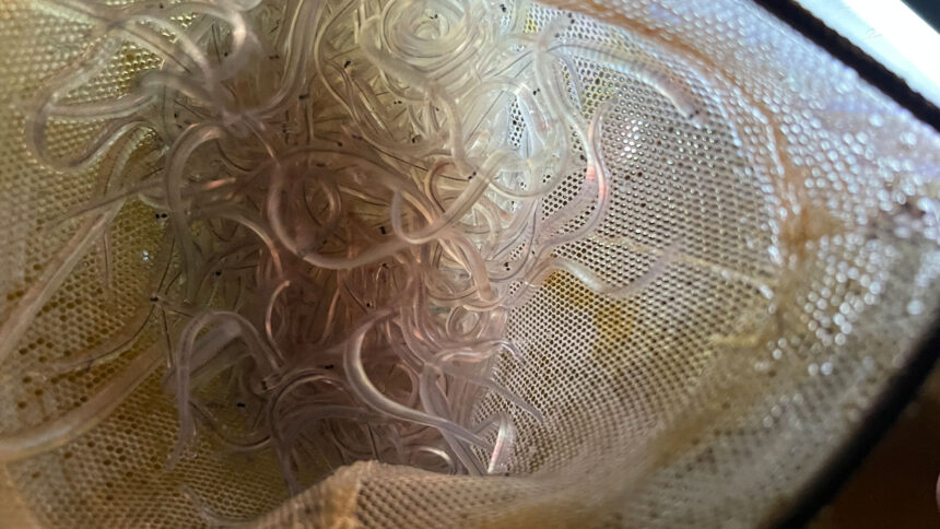 mikmaw-harvesters-take-to-the-water-to-harvest-elvers-without-dfo-authorization