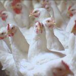 us.-bird-flu-outbreaks-blamed-for-nova-scotia-meat-chick-shortage