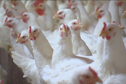 us.-bird-flu-outbreaks-blamed-for-nova-scotia-meat-chick-shortage