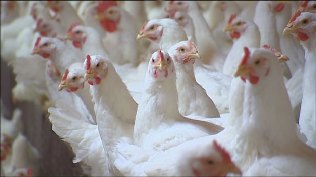 us.-bird-flu-outbreaks-blamed-for-nova-scotia-meat-chick-shortage