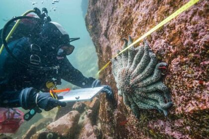these-sea-stars-were-nearly-wiped-out-but-bc.-researchers-say-fiords-provided-refuge