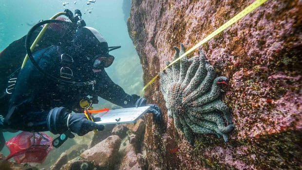these-sea-stars-were-nearly-wiped-out-but-bc.-researchers-say-fiords-provided-refuge