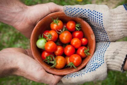 new-solar-powered-greenhouse-project-aims-to-combat-food-insecurity-in-shelburne-county