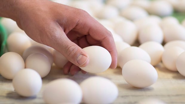 egg-prices-soar-in-the-us-but-not-in-bc.-here’s-why