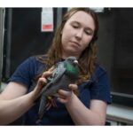 wayward-pigeon-found-on-sable-island-may-have-come-from-spain
