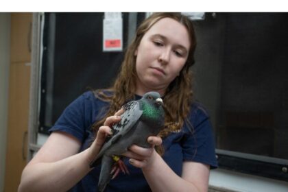 wayward-pigeon-found-on-sable-island-may-have-come-from-spain