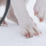 man-charged-with-animal-cruelty-after-being-spotted-mistreating-dogs-on-walk:-police