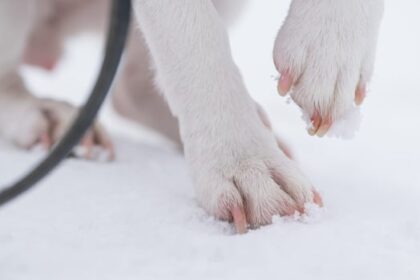 man-charged-with-animal-cruelty-after-being-spotted-mistreating-dogs-on-walk:-police