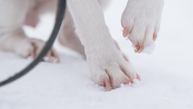 man-charged-with-animal-cruelty-after-being-spotted-mistreating-dogs-on-walk:-police