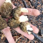 sask.-mushroom-pickers-sound-alarm-on-dangerously-misleading-ai-generated-books