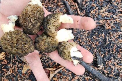 sask.-mushroom-pickers-sound-alarm-on-dangerously-misleading-ai-generated-books