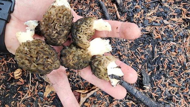 sask.-mushroom-pickers-sound-alarm-on-dangerously-misleading-ai-generated-books