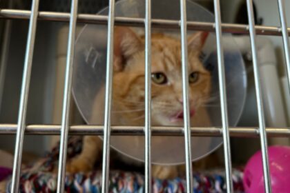 pei.-humane-society-having-trouble-sourcing-medical-equipment-for-its-expansion