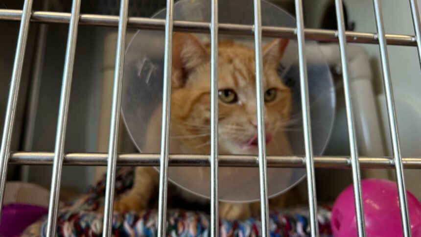 pei.-humane-society-having-trouble-sourcing-medical-equipment-for-its-expansion
