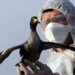 q&a:-how-nova-scotians-can-help-prevent-the-spread-of-bird-flu