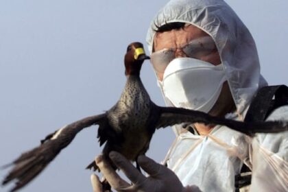 q&a:-how-nova-scotians-can-help-prevent-the-spread-of-bird-flu