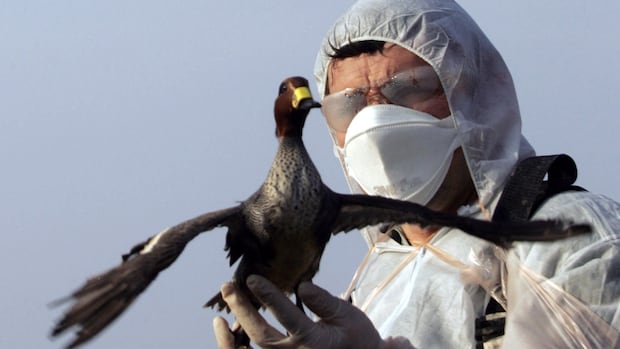 q&a:-how-nova-scotians-can-help-prevent-the-spread-of-bird-flu