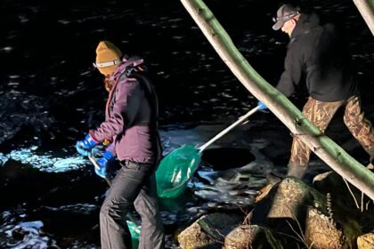 chaos,-intimidation,-threats:-baby-eel-fishery-reopens-but-tensions-remain