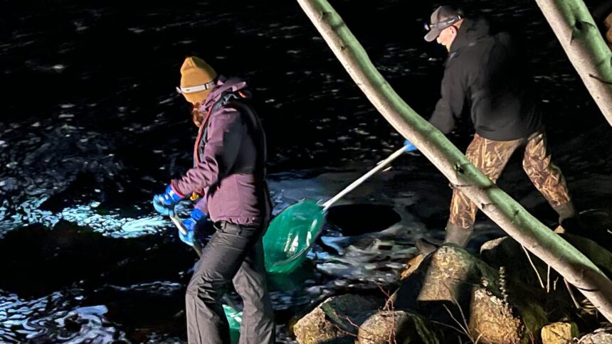 chaos,-intimidation,-threats:-baby-eel-fishery-reopens-but-tensions-remain