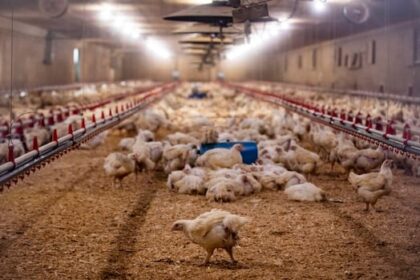 with-87-million-birds-dead,-bc.-farmers-assess-avian-flu-toll,-and-worry-about-what’s-next
