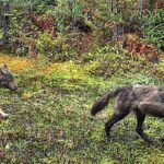 pet-owners-warned-after-report-of-wolves-chasing-dog-on-southern-vancouver-island