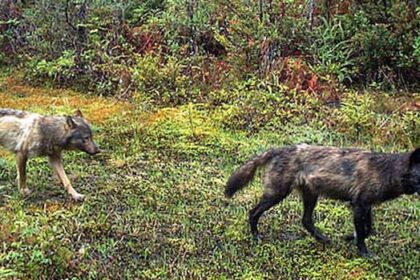 pet-owners-warned-after-report-of-wolves-chasing-dog-on-southern-vancouver-island