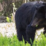 ‘don’t-have-the-headphones-on’:-safety-urged-as-bc.-bears-emerge-from-hibernation