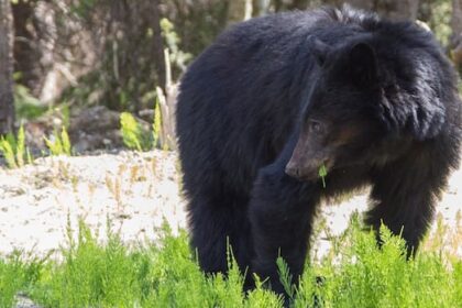 ‘don’t-have-the-headphones-on’:-safety-urged-as-bc.-bears-emerge-from-hibernation
