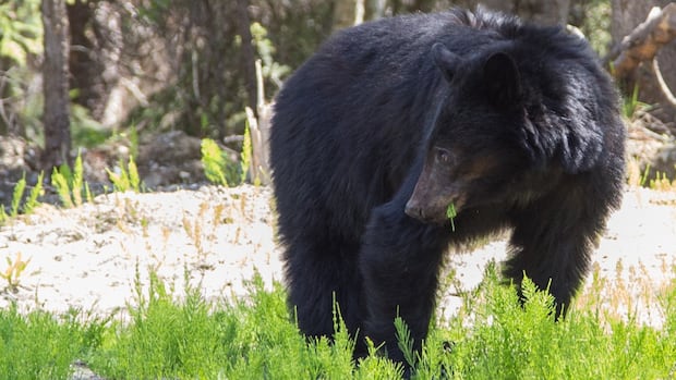 ‘don’t-have-the-headphones-on’:-safety-urged-as-bc.-bears-emerge-from-hibernation