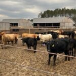 why-this-first-nations-group-is-buying-wholesale-beef-from-a-northern-ontario-farm